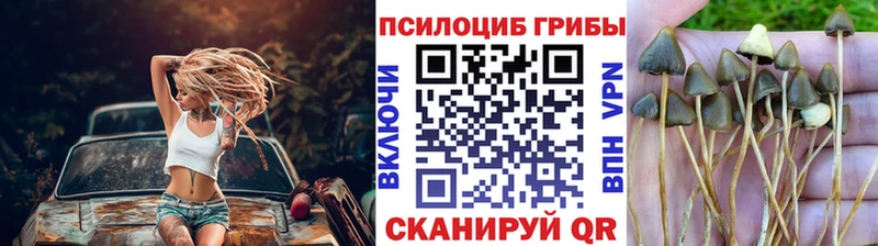 Псилоцибиновые грибы Cubensis  Купить закладки  Амурск 